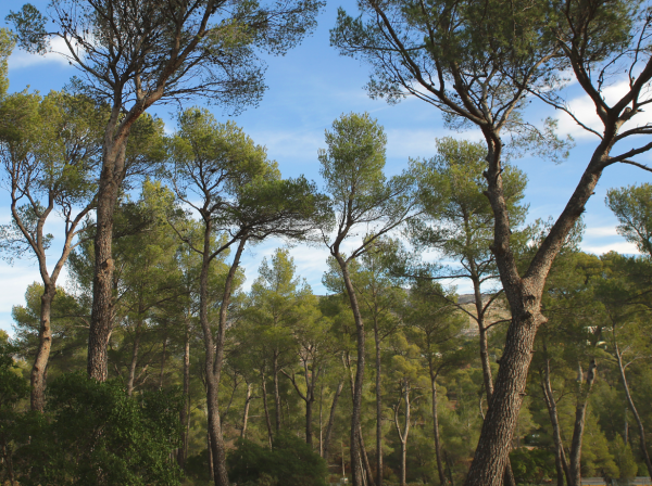 Ils ont détruit la pinède de Luminy (Bouches du Rhône)