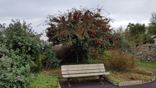 Sauvons les venelles, ribouls et jardinets publics de Roscoff